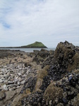 SX22639 Shells on rocks with Worms Head.jpg